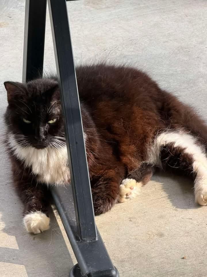 Jillian, Adopted, Young Female Domestic Long Hair.