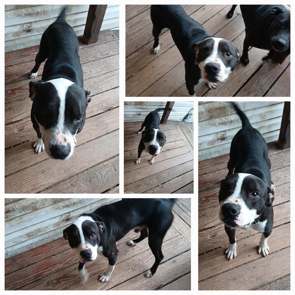 Griffyn, Adult Male Pit Bull Terrier