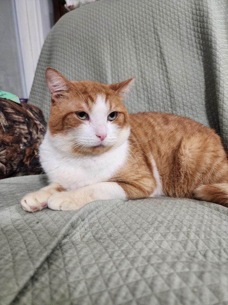 Enlarge Pirulo, a Adoptable Domestic Short Hair in Hudson, NH image 1/4