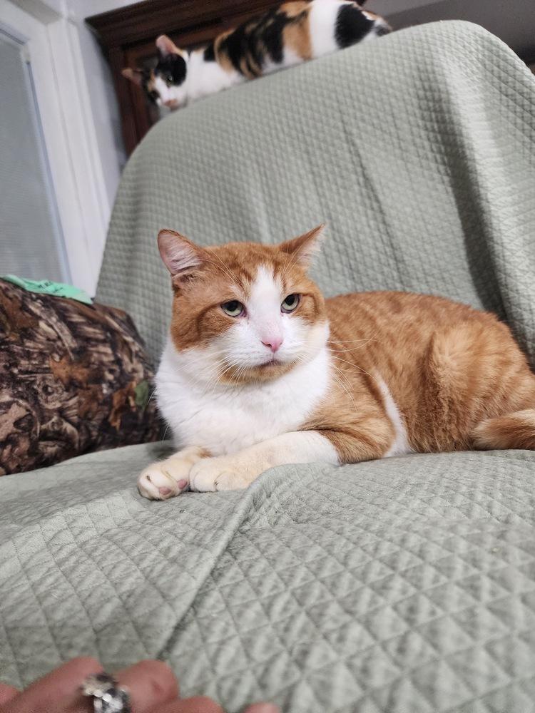 Enlarge Pirulo, a Adoptable Domestic Short Hair in Hudson, NH image 2/4