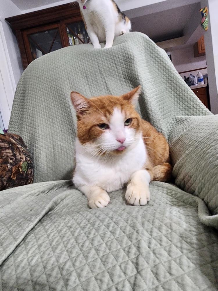 Enlarge Pirulo, a Adoptable Domestic Short Hair in Hudson, NH image 3/4