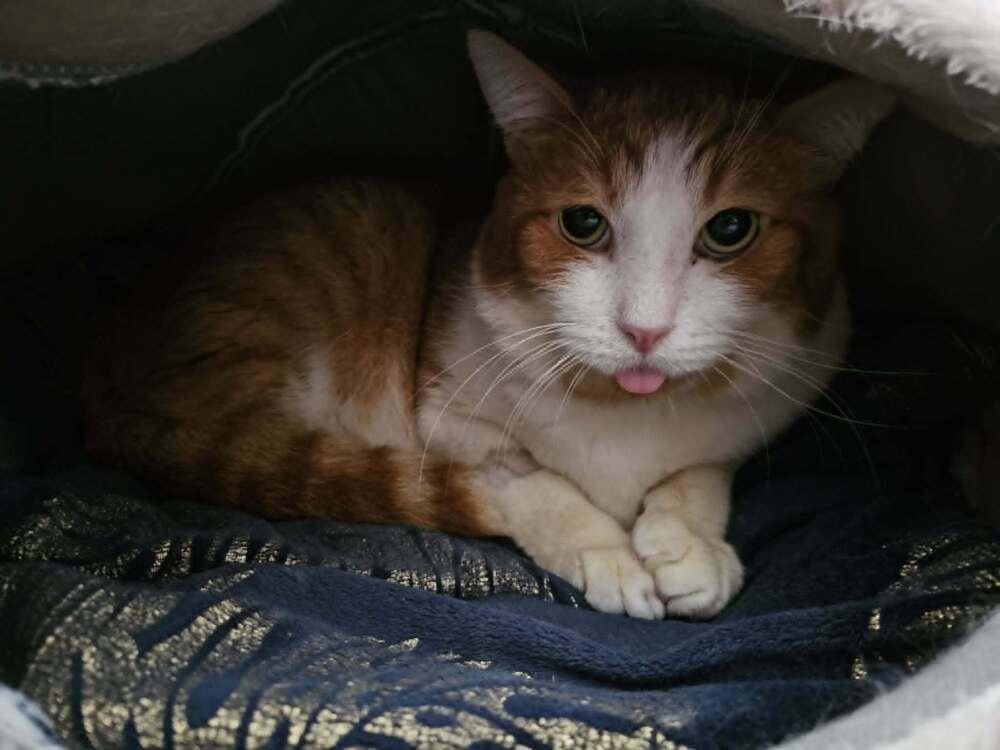 Pirulo, a Adoptable Domestic Short Hair in Hudson, NH image 4/6