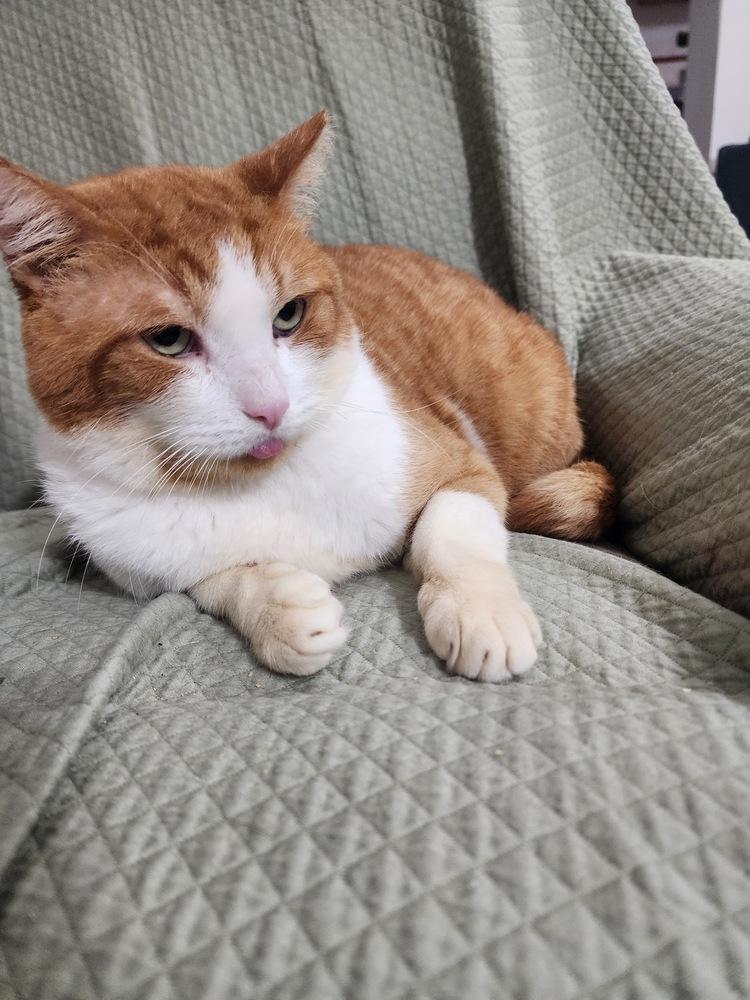 Enlarge Pirulo, a Adoptable Domestic Short Hair in Hudson, NH image 4/4