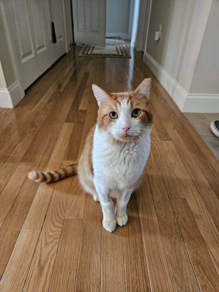 Pirulo, a Adoptable Domestic Short Hair in Hudson, NH image 6/6