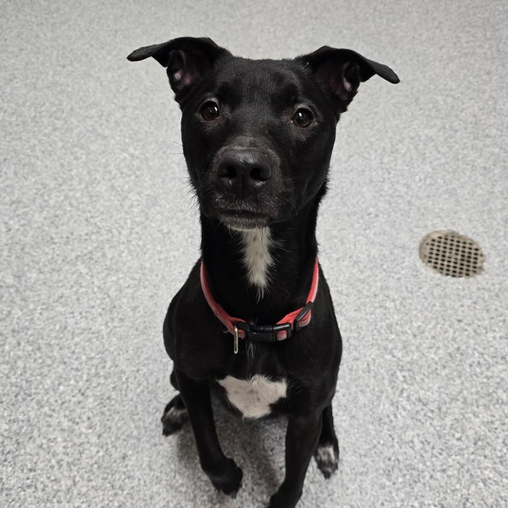 Noir, a Adoptable German Shepherd Dog in Grand Rapids, MI image 1/2