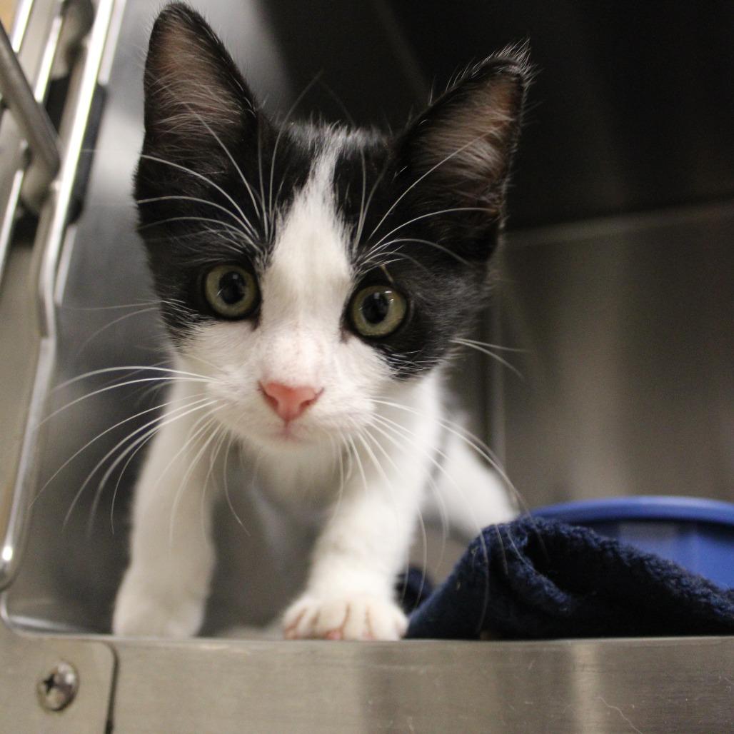Carmelo, a Adoptable Domestic Short Hair in Bryan, TX image 1/5
