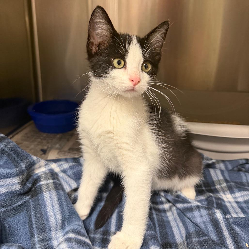 Carmelo, a Adoptable Domestic Short Hair in Bryan, TX image 2/5