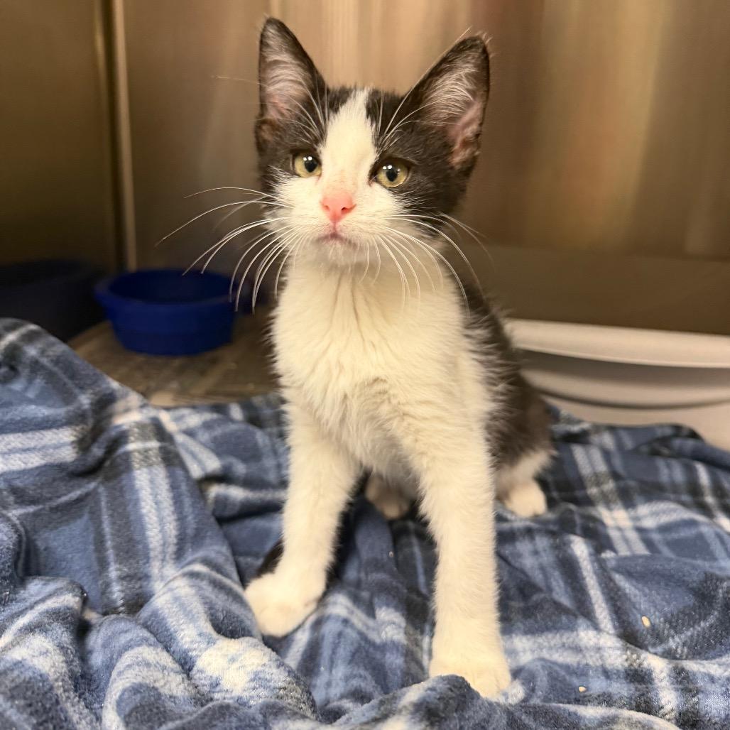 Carmelo, a Adoptable Domestic Short Hair in Bryan, TX image 3/5