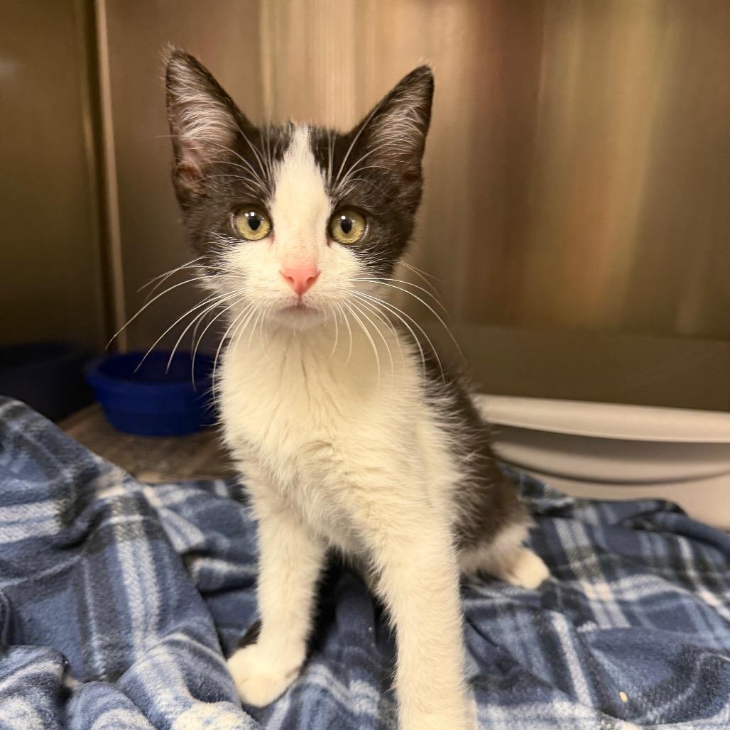 Carmelo, a Adoptable Domestic Short Hair in Bryan, TX image 4/5