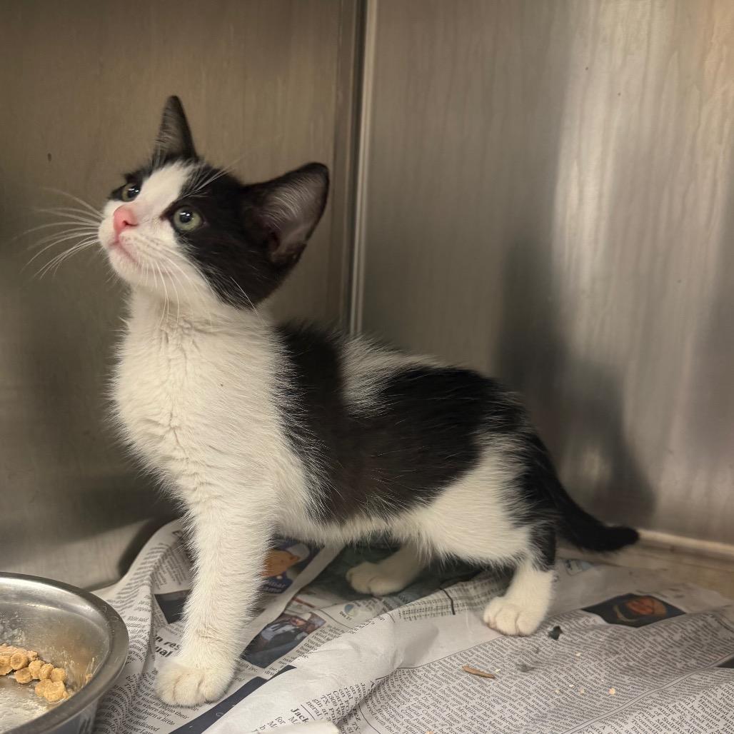 Carmelo, a Adoptable Domestic Short Hair in Bryan, TX image 5/5