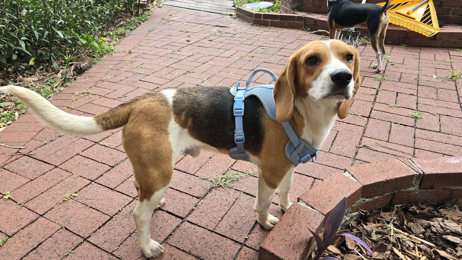 Christopher, Adoptable, Adult Male Beagle.