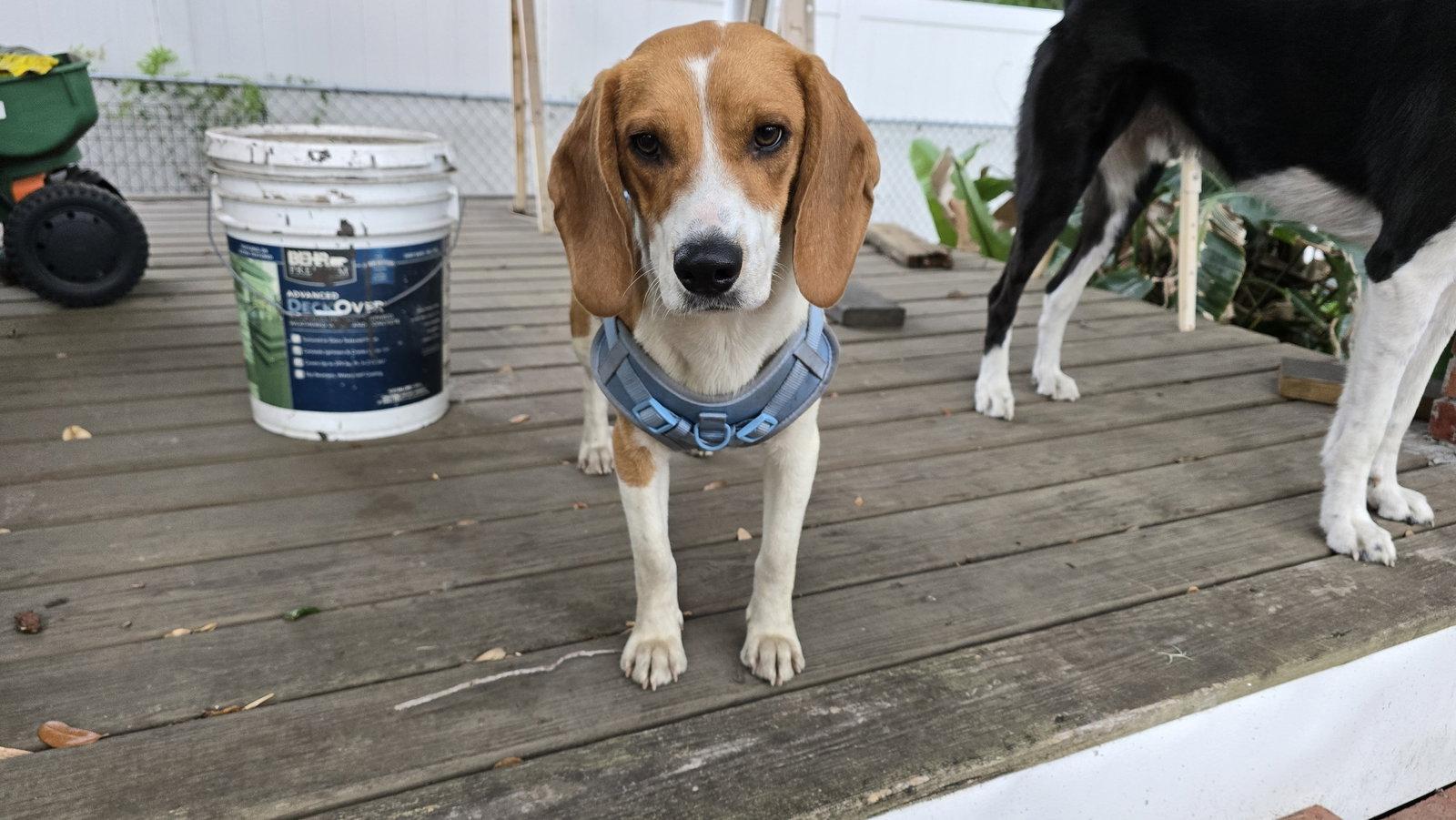 Christopher, a Adoptable Beagle in Tampa, FL image 2/3