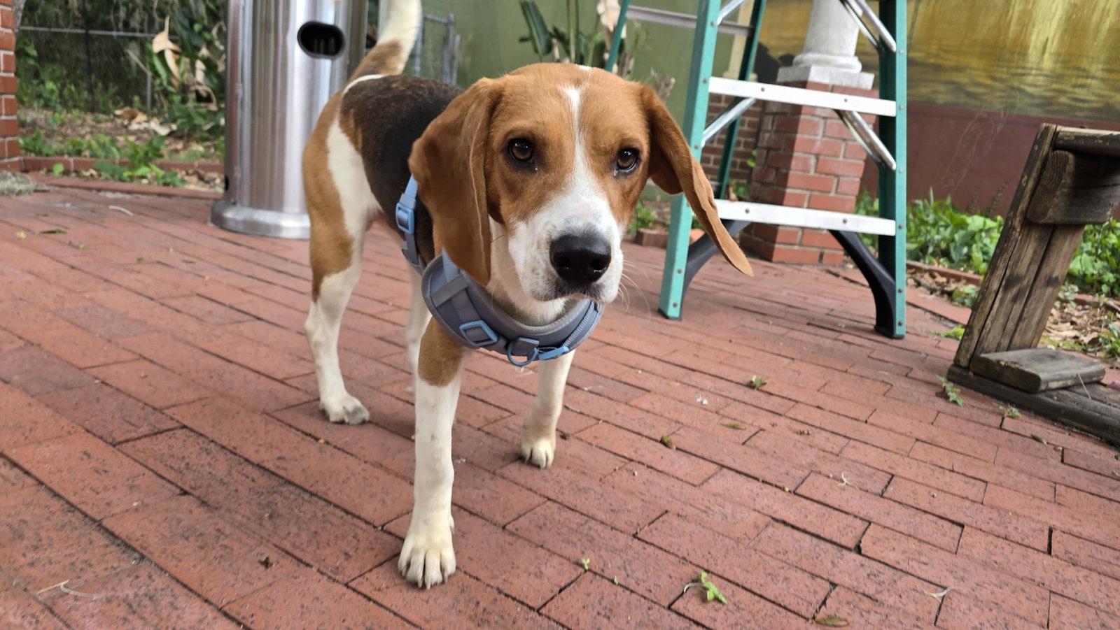 Christopher, a Adoptable Beagle in Tampa, FL image 3/3