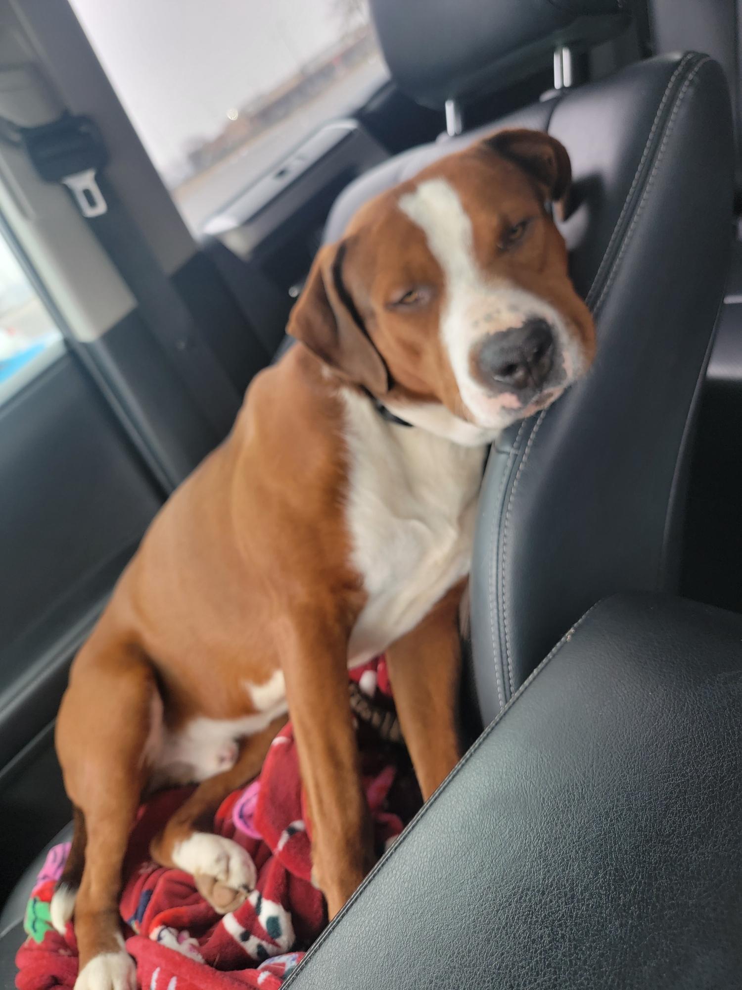 Enlarge Winston, a ADOPTABLE mixed breed in Lexington, KY image 1/3