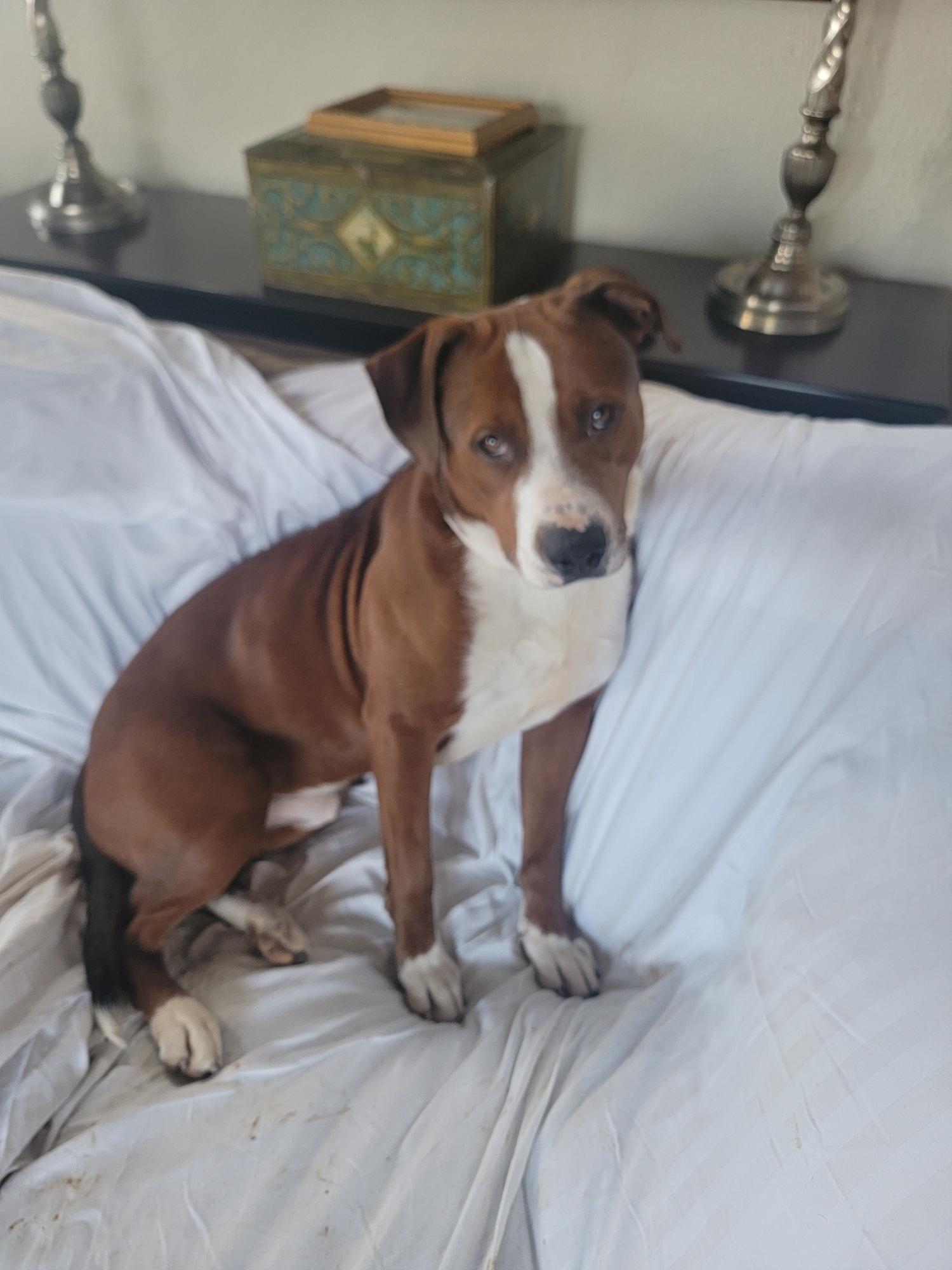 Enlarge Winston, a ADOPTABLE mixed breed in Lexington, KY image 2/3