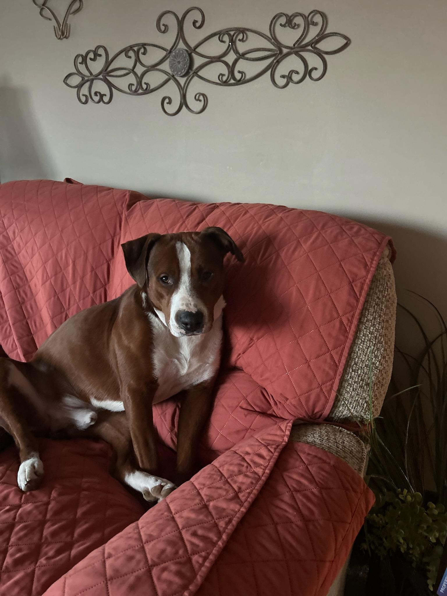 Enlarge Winston, a ADOPTABLE mixed breed in Lexington, KY image 3/3