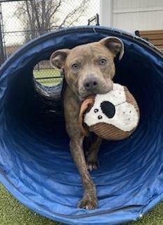 Louie, Adoptable, Young Male Pit Bull Terrier.