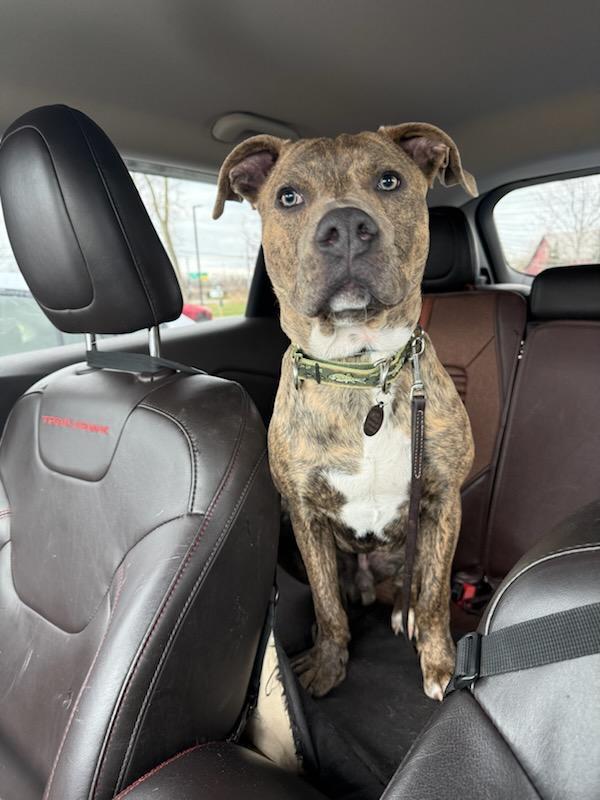 Enlarge Louie, a Adoptable mixed breed in Buffalo, NY image 3/4