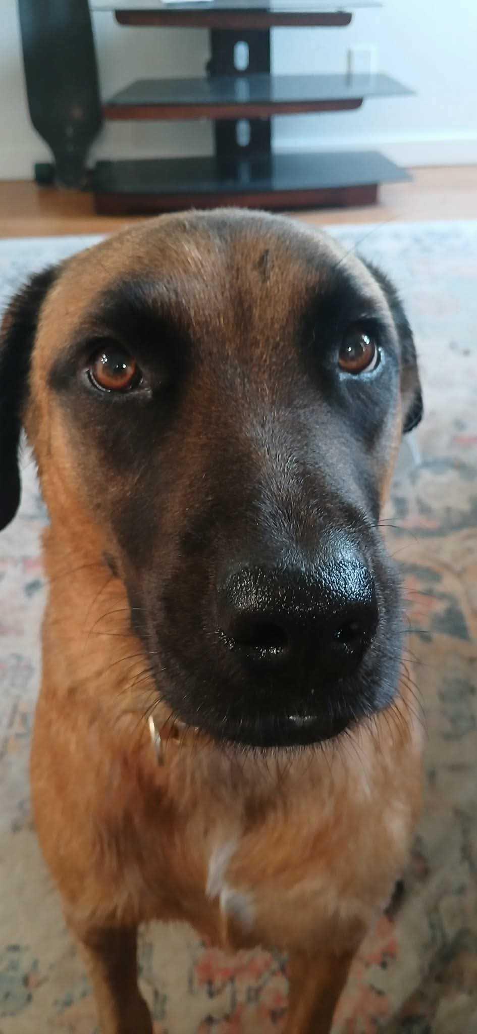 Scooby, Adoptable, Young Male Black Mouth Cur.