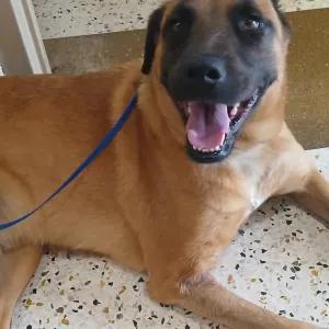 Enlarge Scooby, a Adoptable mixed breed in OKLAHOMA CITY, OK image 5/6