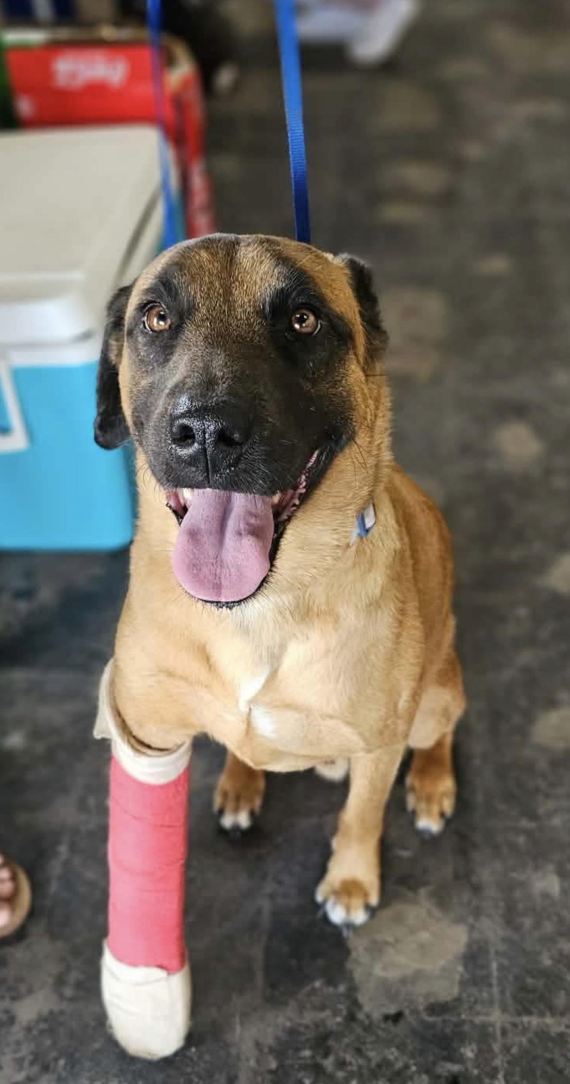 Enlarge Scooby, a Adoptable mixed breed in OKLAHOMA CITY, OK image 3/6