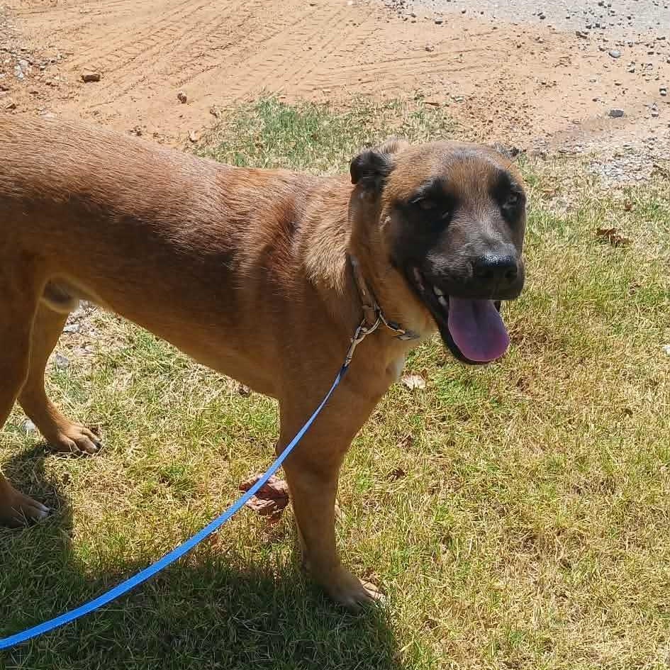 Enlarge Scooby, a Adoptable mixed breed in OKLAHOMA CITY, OK image 2/6