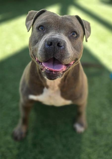 Enlarge SIR WIGGLEBEAN, a Adoptable Mixed Breed in Columbia, SC image 1/1