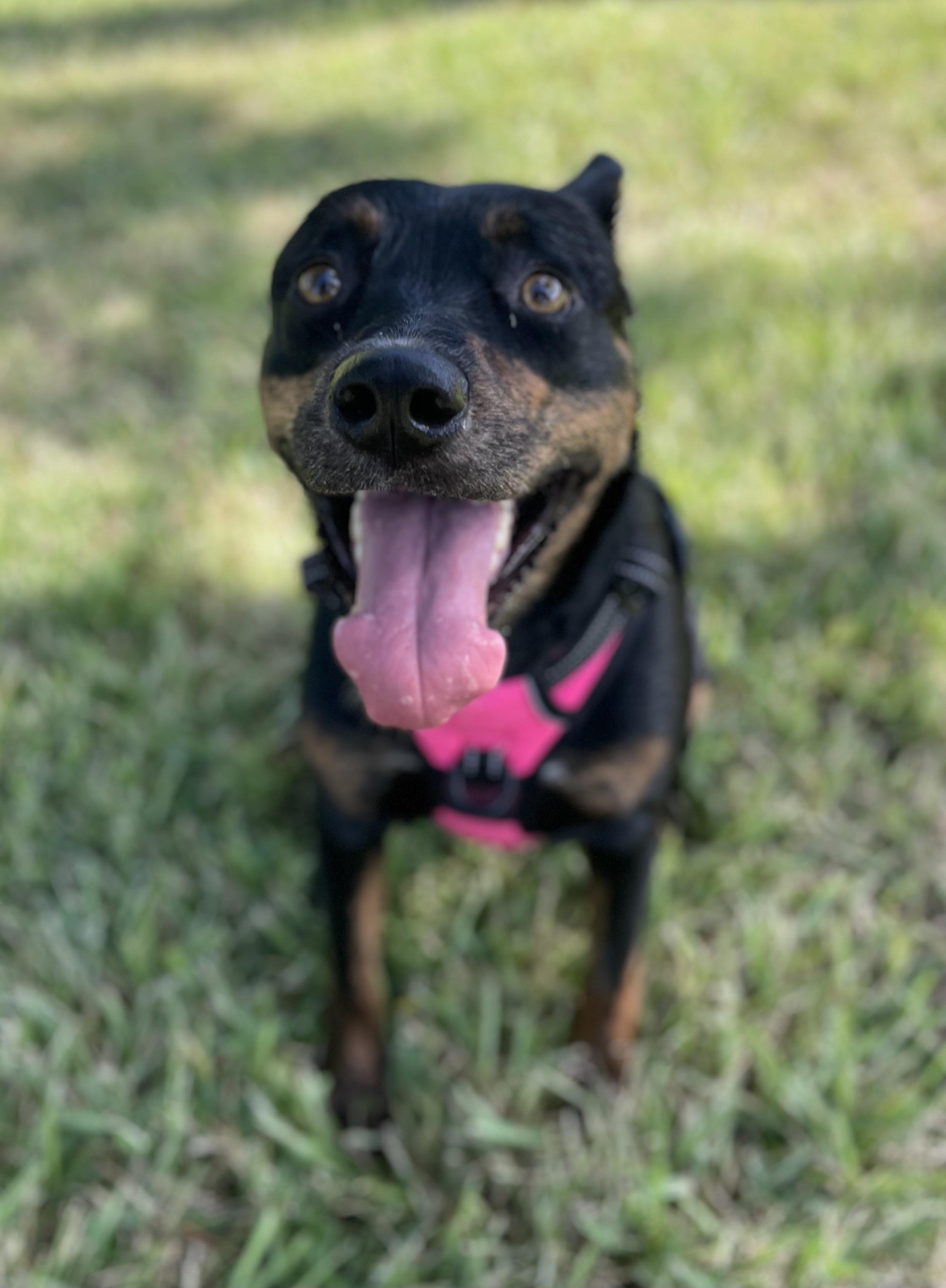 Enlarge GRACE (HTX), a ADOPTABLE Mixed Breed in Spring, TX image 2/5
