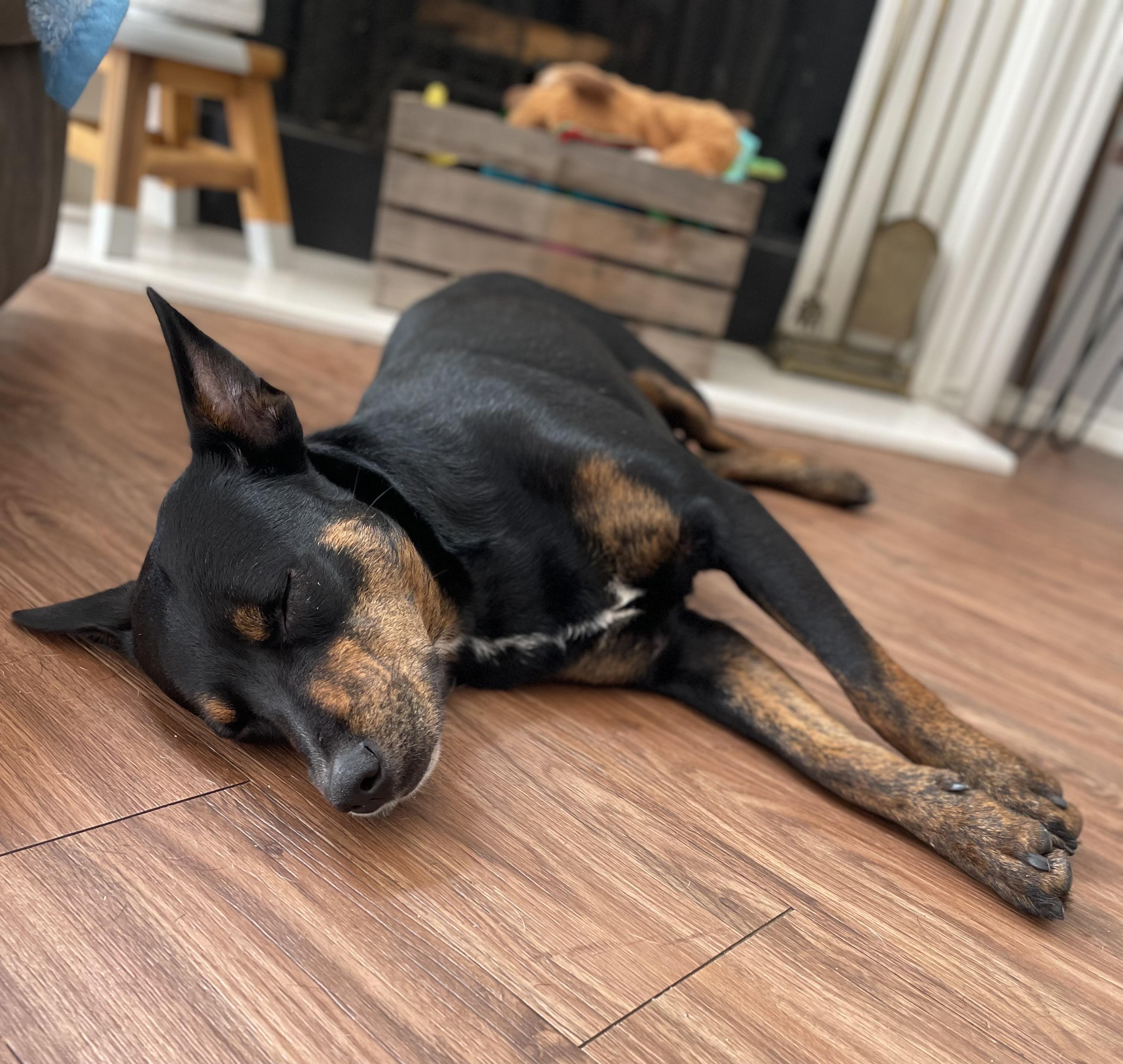 Enlarge GRACE (HTX), a ADOPTABLE Mixed Breed in Spring, TX image 1/5