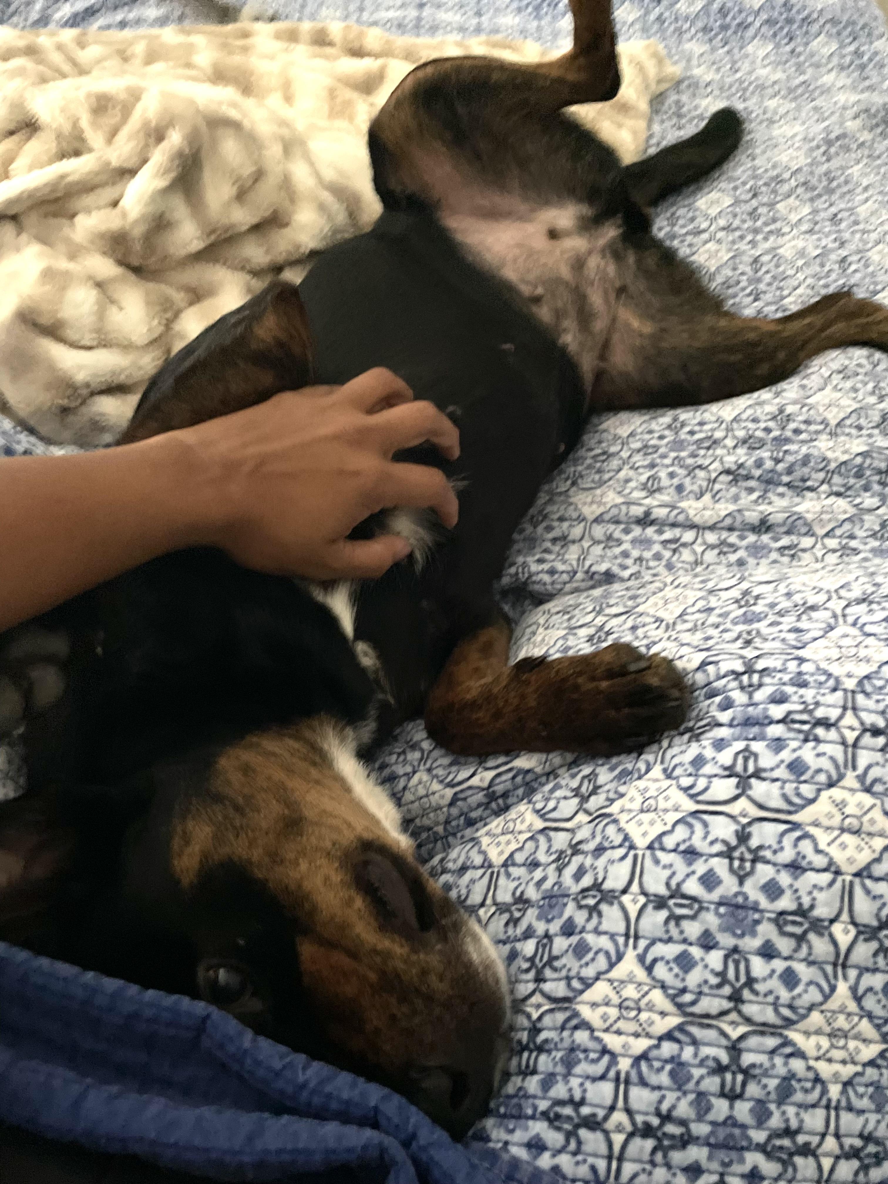 Enlarge GRACE (HTX), a ADOPTABLE Mixed Breed in Spring, TX image 4/5
