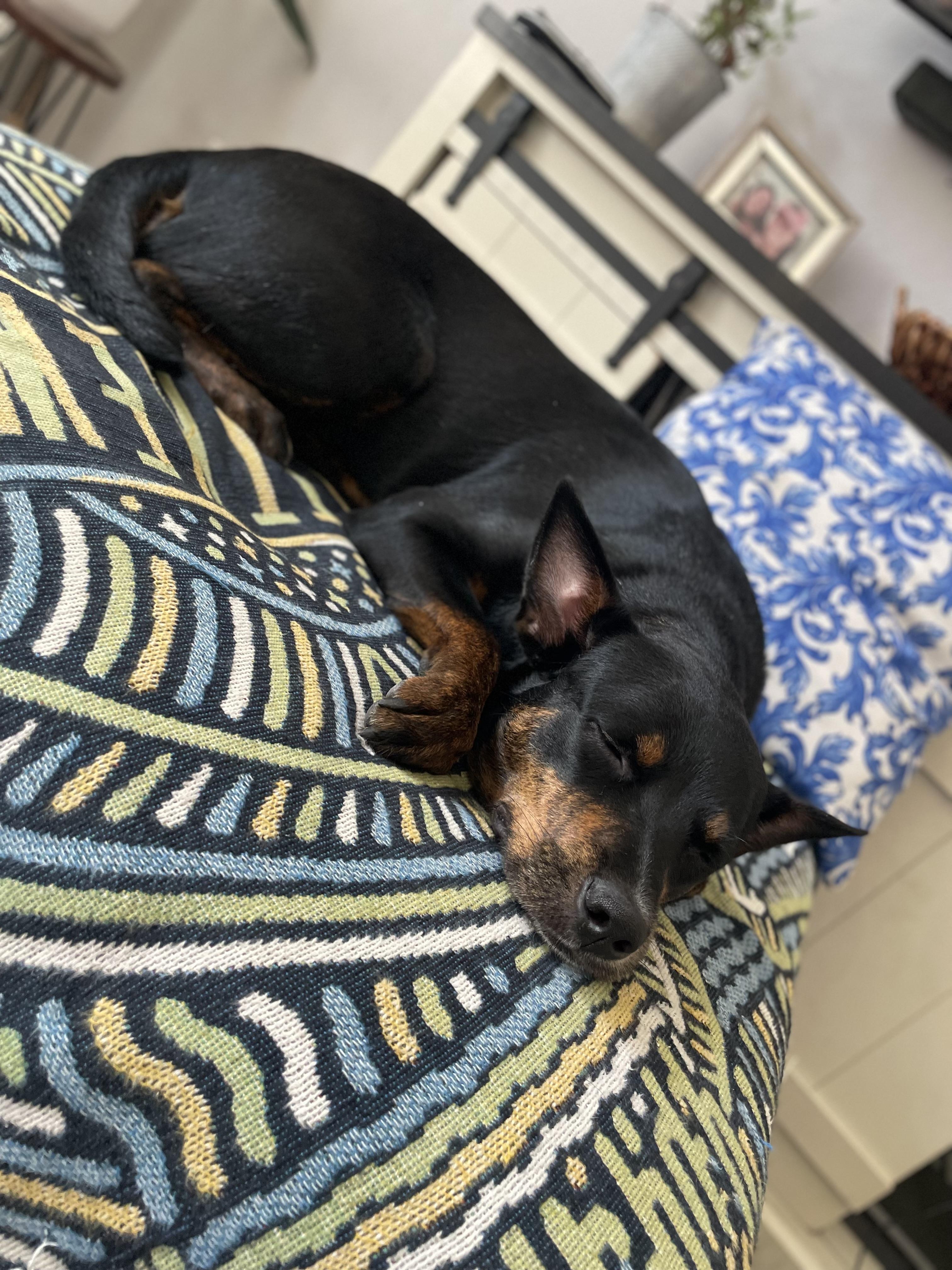 Enlarge GRACE (HTX), a ADOPTABLE Mixed Breed in Spring, TX image 5/5