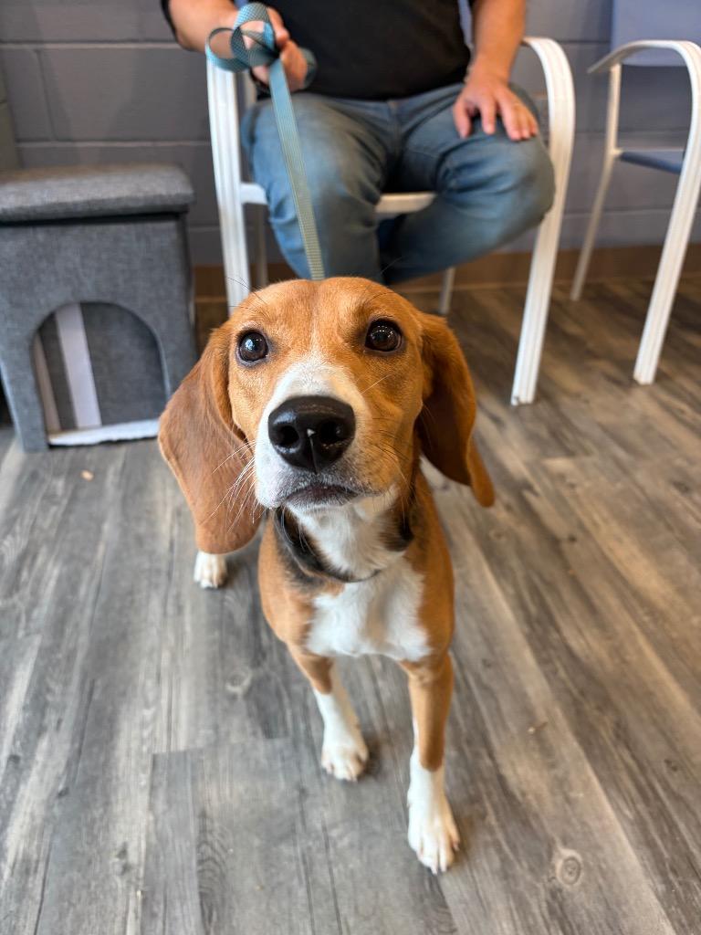 Lois, Adoptable, Young Female Beagle.