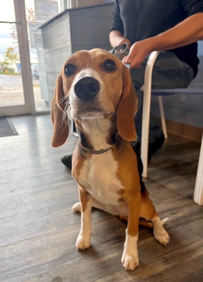 Enlarge Lois, a Adoptable Beagle in Liverpool, NY image 3/3