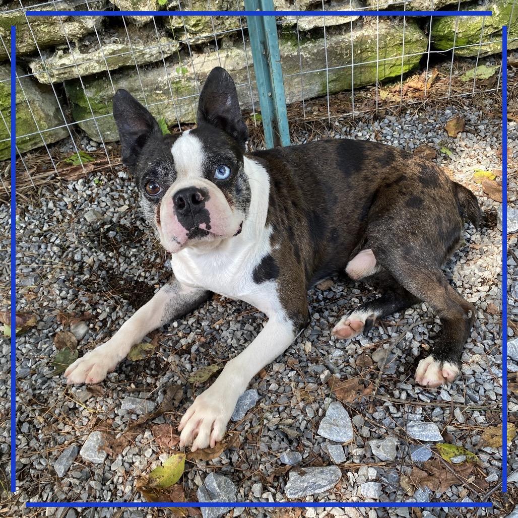 Enlarge Henrik, a Adoptable Boston Terrier in Sinking Spring, PA image 1/6