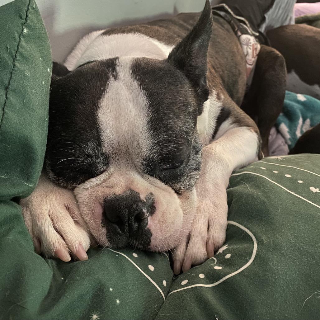Enlarge Henrik, a Adoptable Boston Terrier in Sinking Spring, PA image 2/6