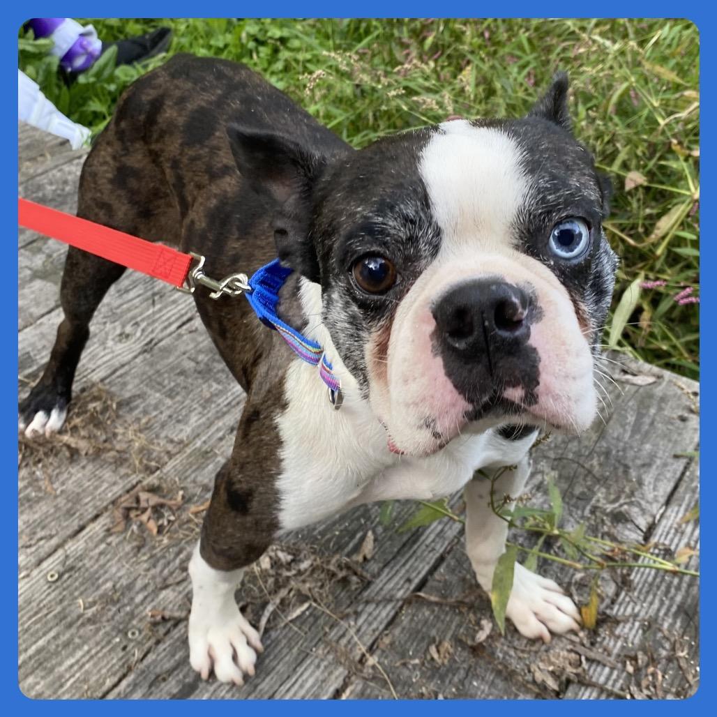 Enlarge Henrik, a Adoptable Boston Terrier in Sinking Spring, PA image 3/6