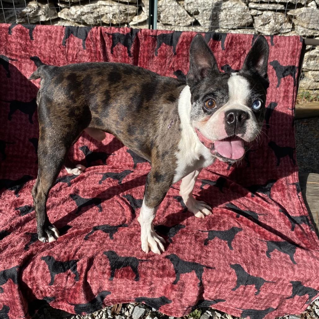 Enlarge Henrik, a Adoptable Boston Terrier in Sinking Spring, PA image 4/6