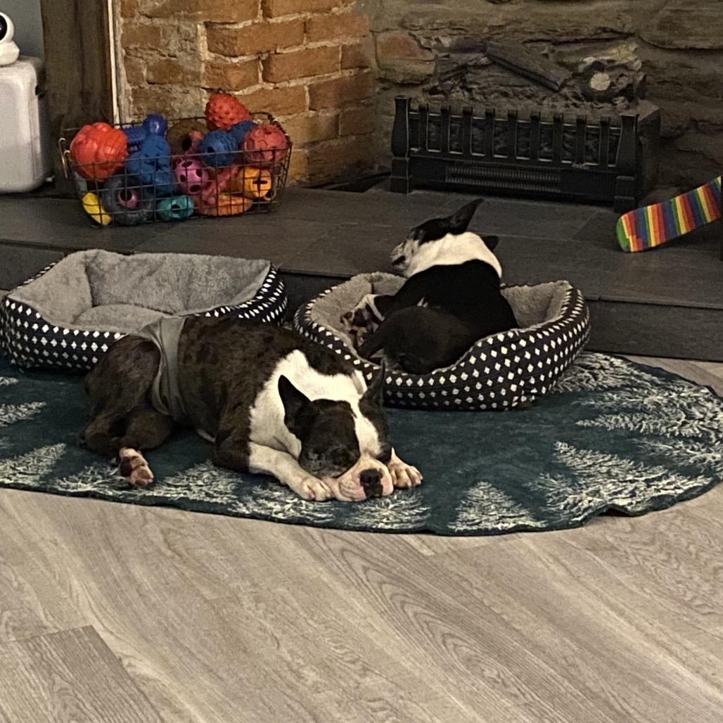 Enlarge Henrik, a Adoptable Boston Terrier in Sinking Spring, PA image 5/6