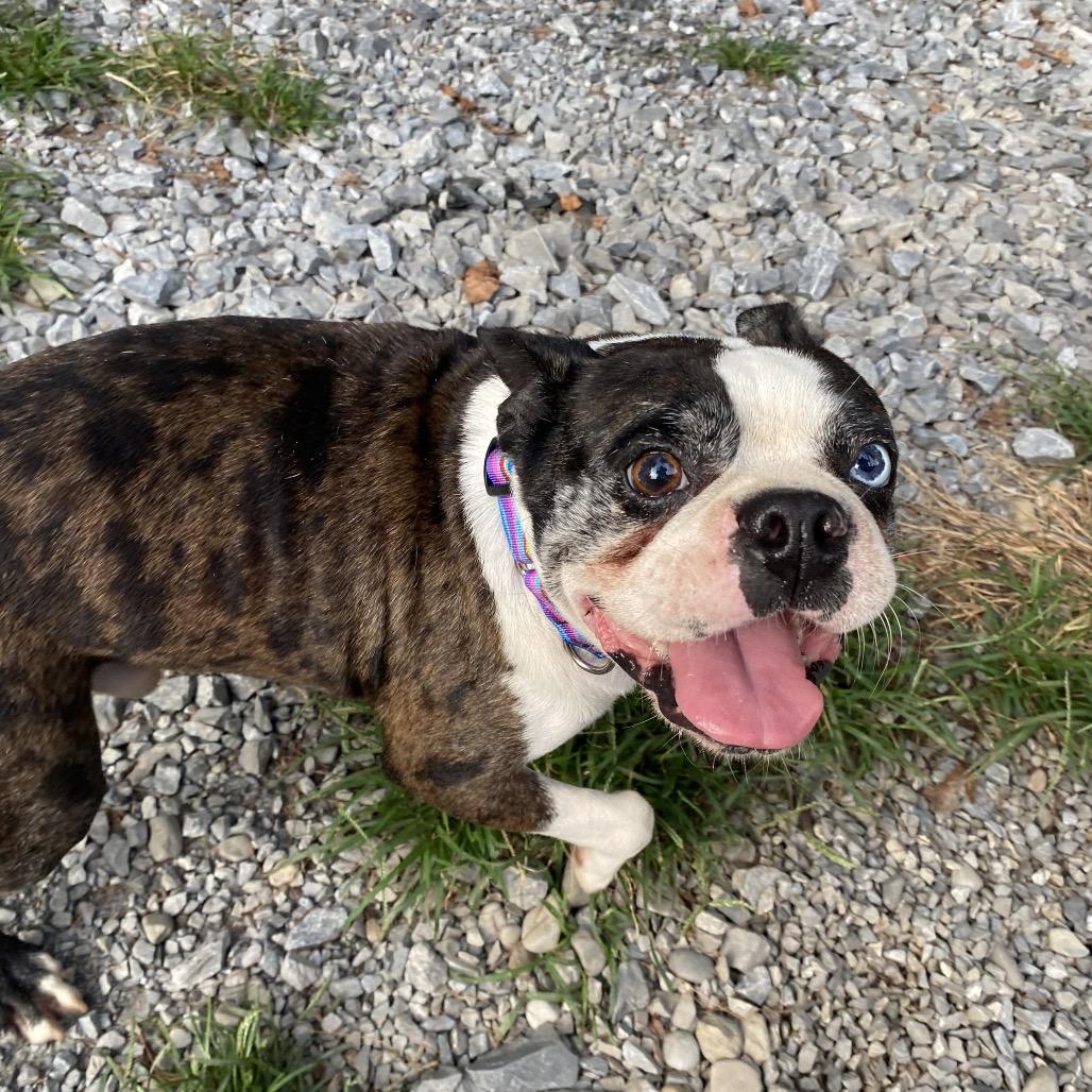 Enlarge Henrik, a Adoptable Boston Terrier in Sinking Spring, PA image 6/6