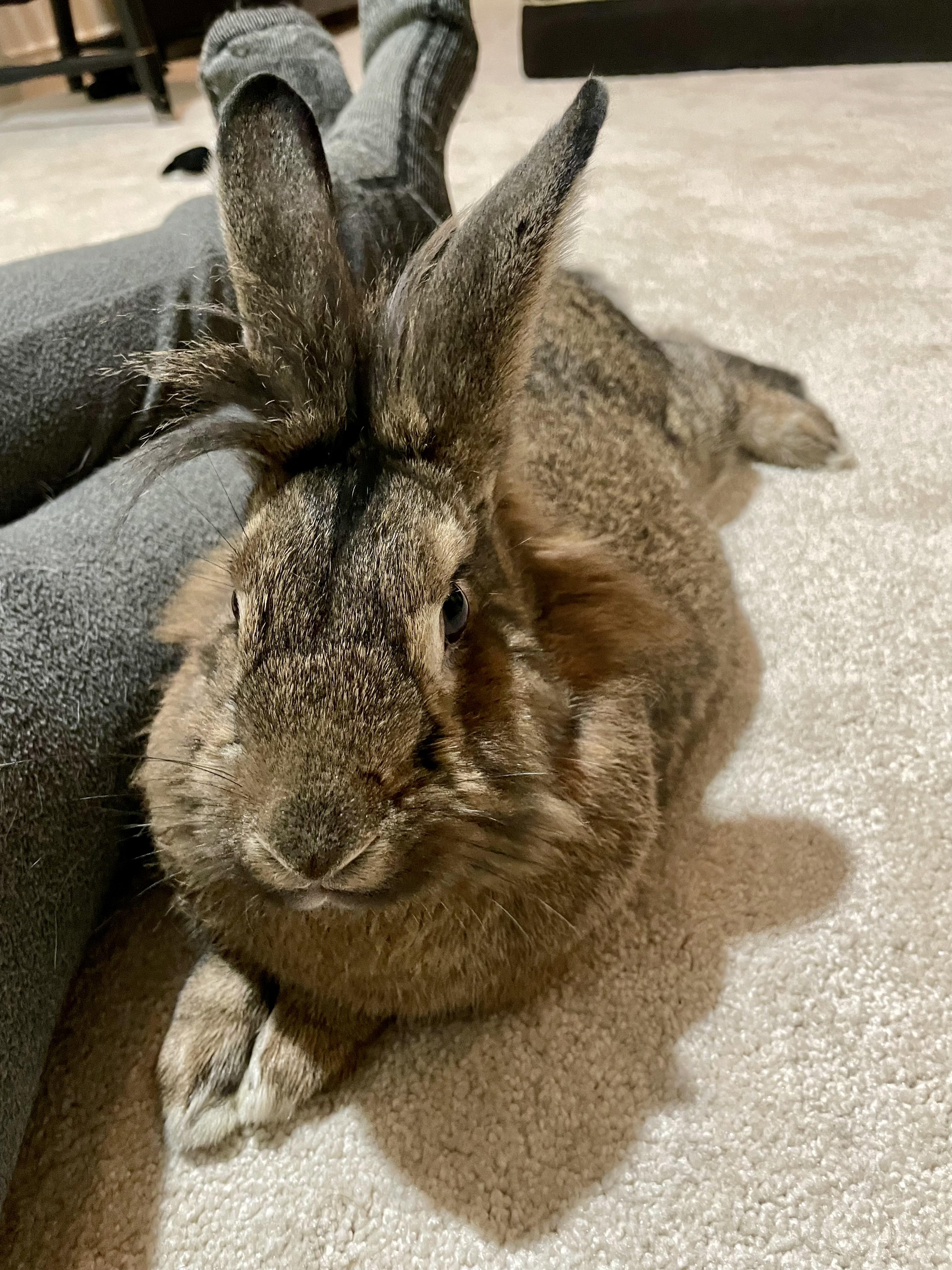 Mr Wallace, an adopted mixed breed in Sammamish, WA image 2/2