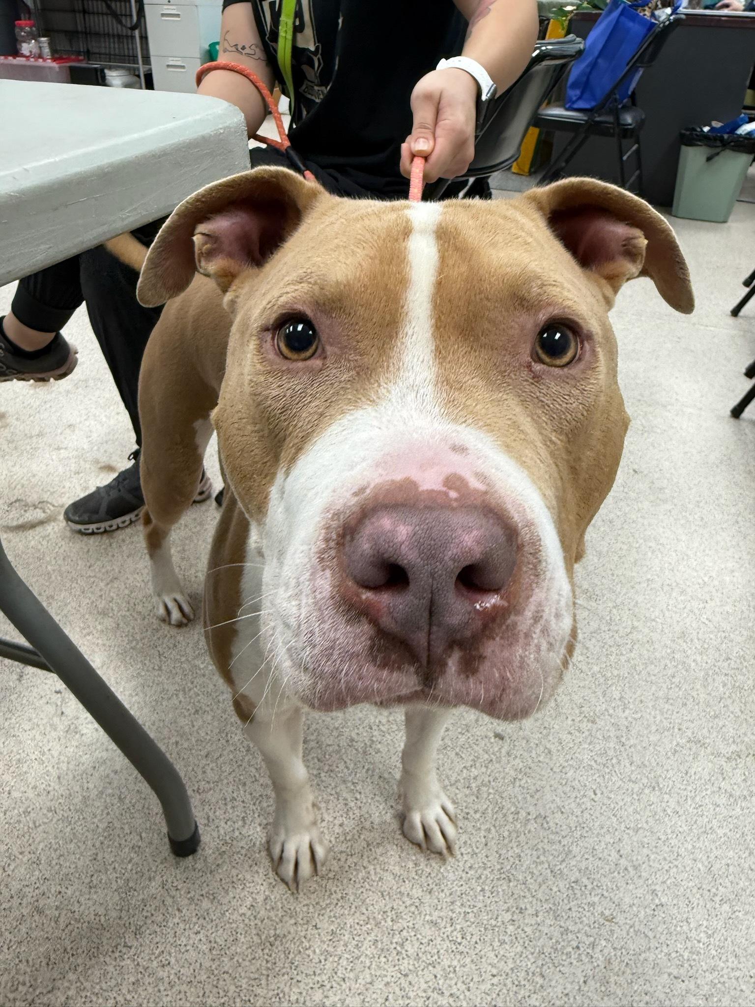 Enlarge Rocco, a ADOPTABLE Pit Bull Terrier in Teterboro, NJ image 1/1