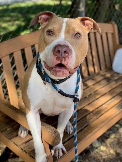 Enlarge Rocco, a Adoptable Pit Bull Terrier in Teterboro, NJ image 3/6