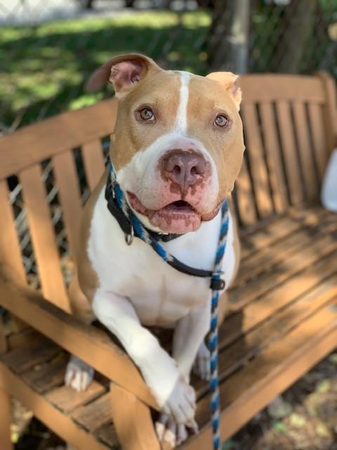 Rocco, Adoptable, Adult Male Pit Bull Terrier.
