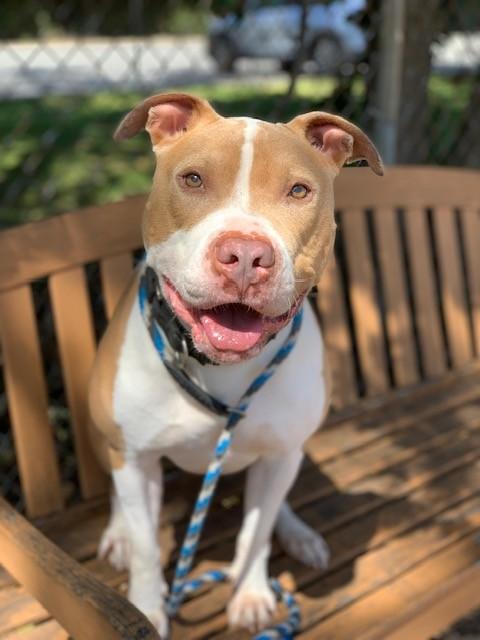 Enlarge Rocco, a Adoptable Pit Bull Terrier in Teterboro, NJ image 5/6