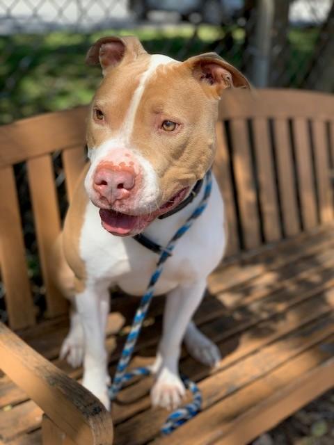 Enlarge Rocco, a Adoptable Pit Bull Terrier in Teterboro, NJ image 4/6