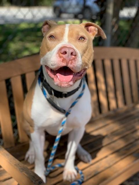 Enlarge Rocco, a Adoptable Pit Bull Terrier in Teterboro, NJ image 6/6