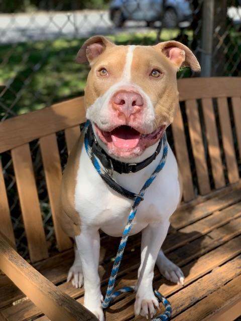 Enlarge Rocco, a Adoptable Pit Bull Terrier in Teterboro, NJ image 2/6