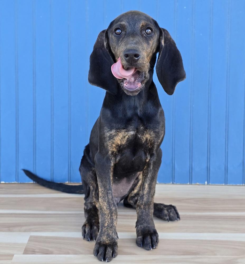 Enlarge Arrow, a Adoptable Plott Hound in Sedalia, CO image 1/4