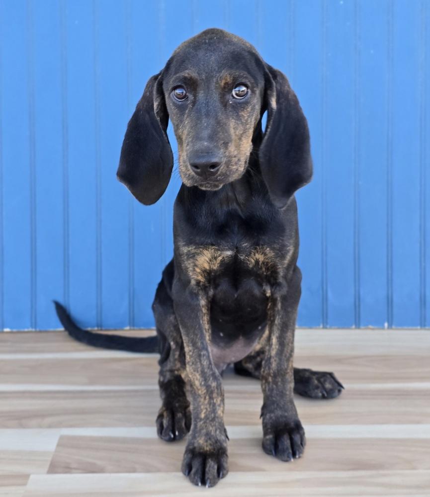 Enlarge Arrow, a Adoptable Plott Hound in Sedalia, CO image 2/4