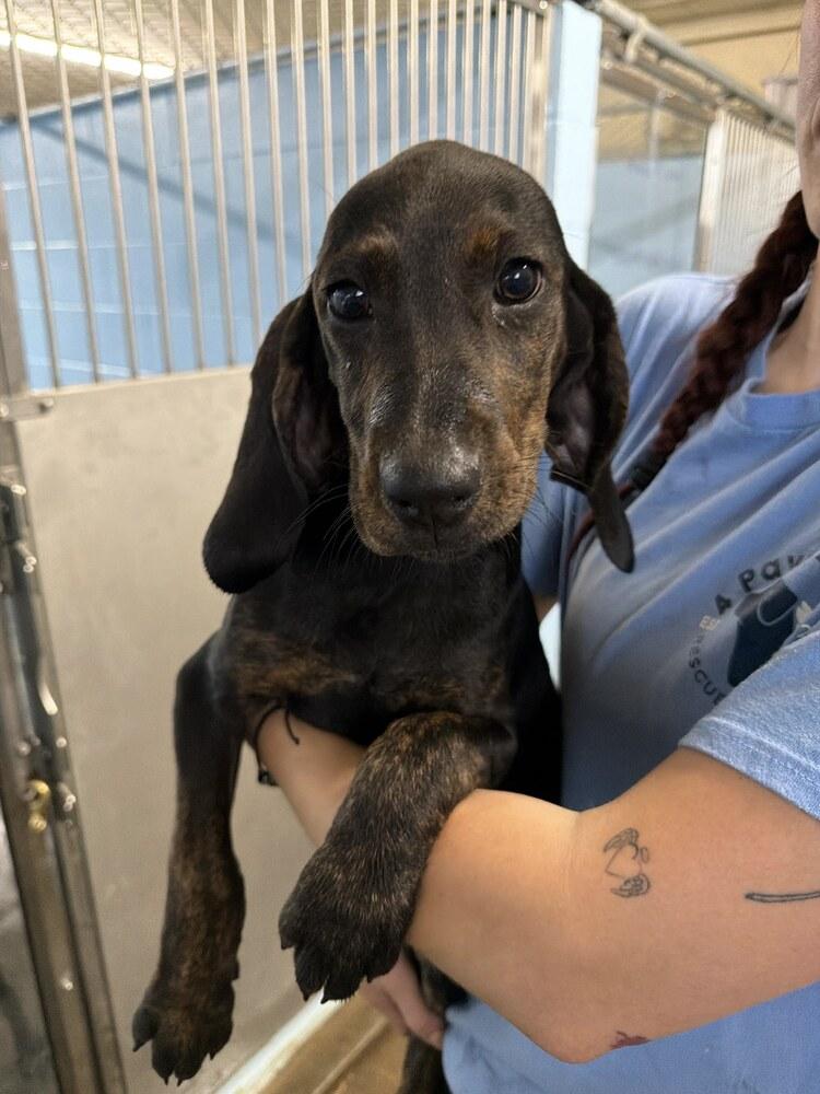 Enlarge Arrow, a Adoptable Plott Hound in Sedalia, CO image 3/4